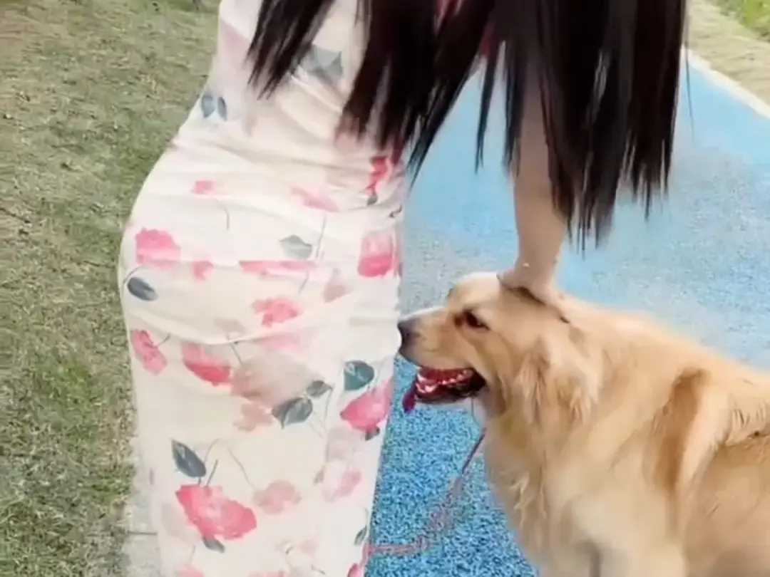 《抖音香香公主与爱犬金毛》完整版在线观看-科普视频免费播放-抖音香香公主与爱犬网盘资源领取